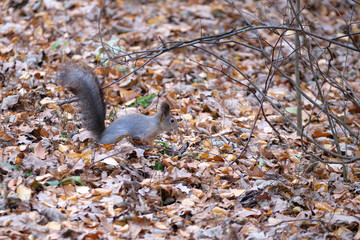 A squirrel collects nuts on the ground strewn with fallen foliage in a city park.