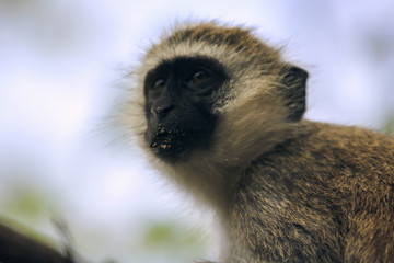 long macaque