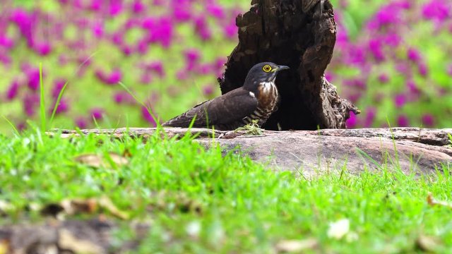 Hodgson's Hawk Cuckoo on stump with flower background.(Scientific Name : Hierococcyx nisicolor )