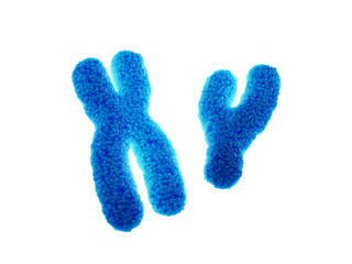 X and Y chromosomes isolated on white, Genetic disorders and gene therapy