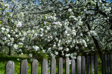 Wooden fence near the flowering apple-tree in the garden, very shallow depth of field-2.