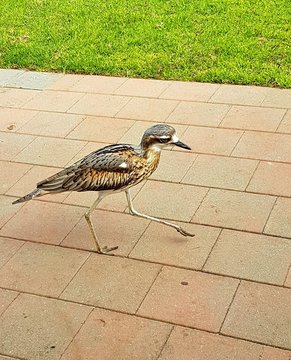 Australia - Burhinus grallarius