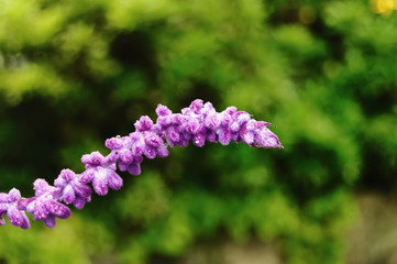 Water droplets on blooming purple flower