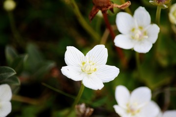 Grass of Parnassus