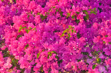 Blossom tree over nature background, Spring flowers,Spring Background