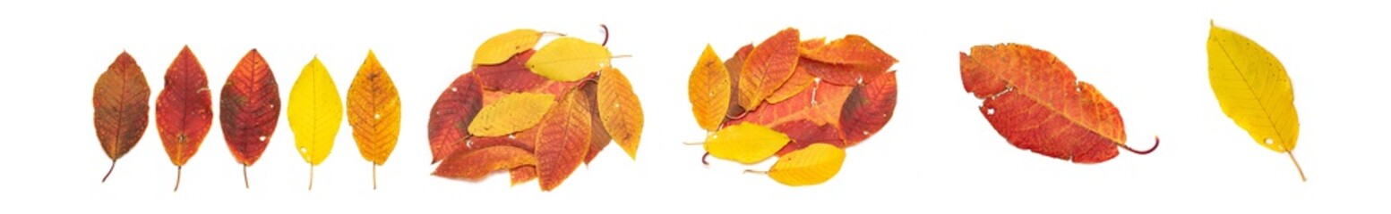 Bright autumn leaves on a white background isolated.