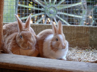 Obraz premium two rabbits in cage 