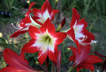 Hippeastrum de la variedad trés chic