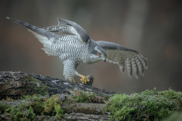 Goshawk with prey