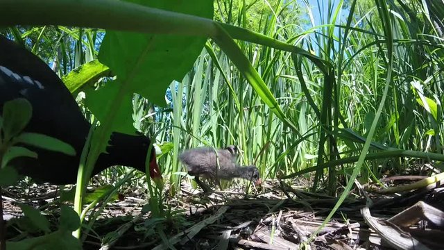 Gallinule poule-d'eau et ses petits picorant des graines