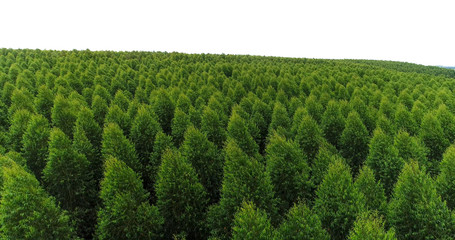 Canopy of trees, Eucalyptus forest © Marcelo