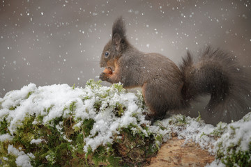 Dark morph red squirrel in winter