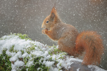 Gorgeous red squirrel in winter
