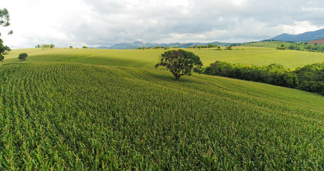 Fototapeta na wymiar Aerial image cornfield, huge cornfield