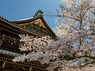 南禅寺の桜