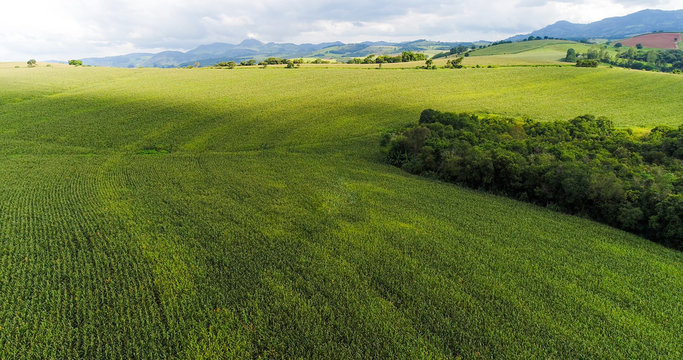 Aerial image cornfield, huge cornfield