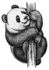 black and white engrave isolated panda illustration © Turaev