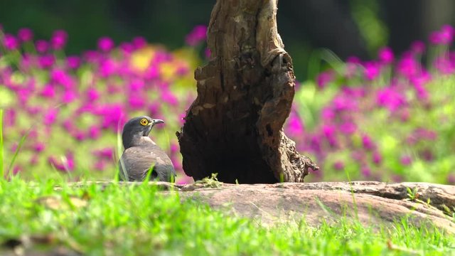 Hodgson's Hawk Cuckoo on stump with flower background.(Scientific Name : Hierococcyx nisicolor )