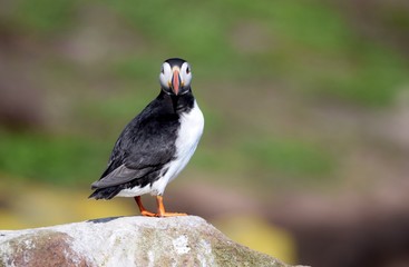 puffin on rock
