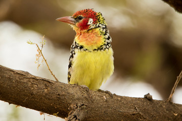 Uccello giallo e rosso