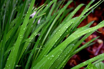 Fototapeta na wymiar plants on a rainy day.