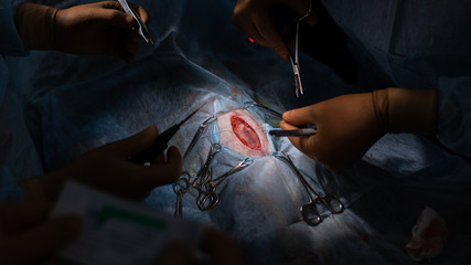 surgical stitches in a veterinary clinic