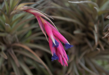 Tillandsia, primera flor en otoño