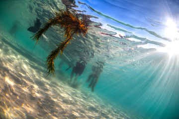 Fototapeta na wymiar Underwater paradise, Australia