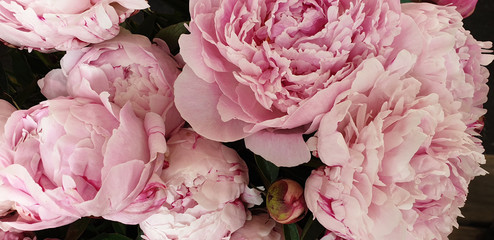 Pink peony petals floral spring flowers - obrazy, fototapety, plakaty