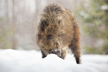 Young wild boar, sus scrofa, digging in snow with snout and looking for food in winter. Animal with brown fur surviving cold weather in nature. Mammal feeding in natural habitat.