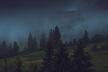 Mysterious foggy coniferous forest