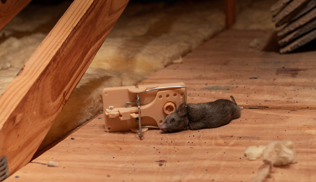 Dead rat caught in exterminator snap mouse trap. Pest and rodent removal  service. Stock Photo