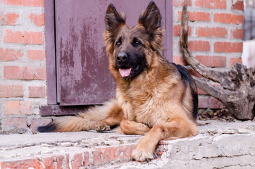 Portrait of German Shepherd dog. Photo of Dog's head.