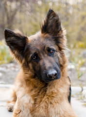 Portrait of German Shepherd dog. Photo of Dog's head.