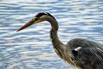 great blue heron in water