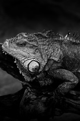 Huge adult iguana resting in the zoo's terrarium