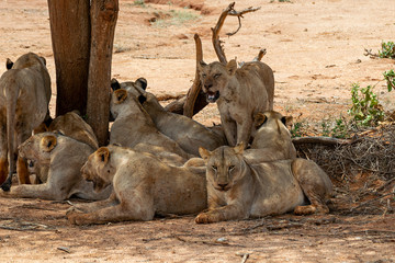Lions resting in the Savannah