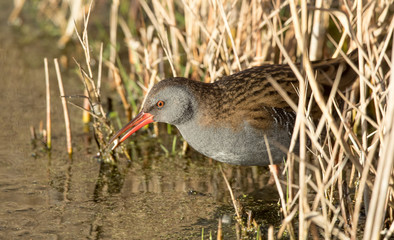 Water Rail on Ice