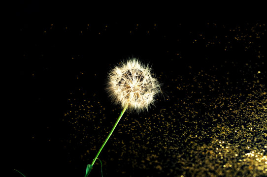 Creative black background with white dandelions inflorescence. Concept for festive background or for project.Close-up
