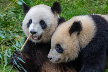 Fototapeta premium Giant pandas, bear pandas, mother and son together