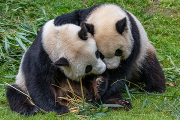Fototapeta premium Giant pandas, bear pandas, mother and son together