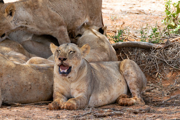 Naklejka premium Lions resting in the Savannah
