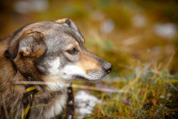 Beautiful little fluffy dog lies on the grass in the forest