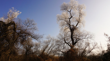 Tree with frost on  winter blue sky