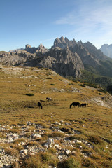 Pferde weiden auf der Alm in den Dolomiten im Herbst rund um die Drei Zinnen mit sch&ouml;ner Bergkulisse in S&uuml;dtirol Italien Europa