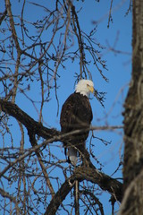 bald eagle in tree