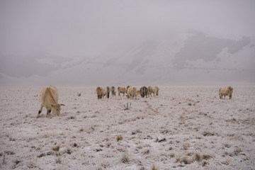 Naklejka premium Strong cows grazing in the snow. Castelluccio, Norcia, Umbria, Italia