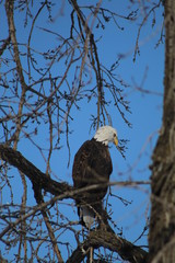 eagle in tree