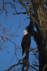 bald eagle in tree