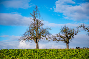 Obraz premium Tree without leaves on a meadow with blue sky with clouds